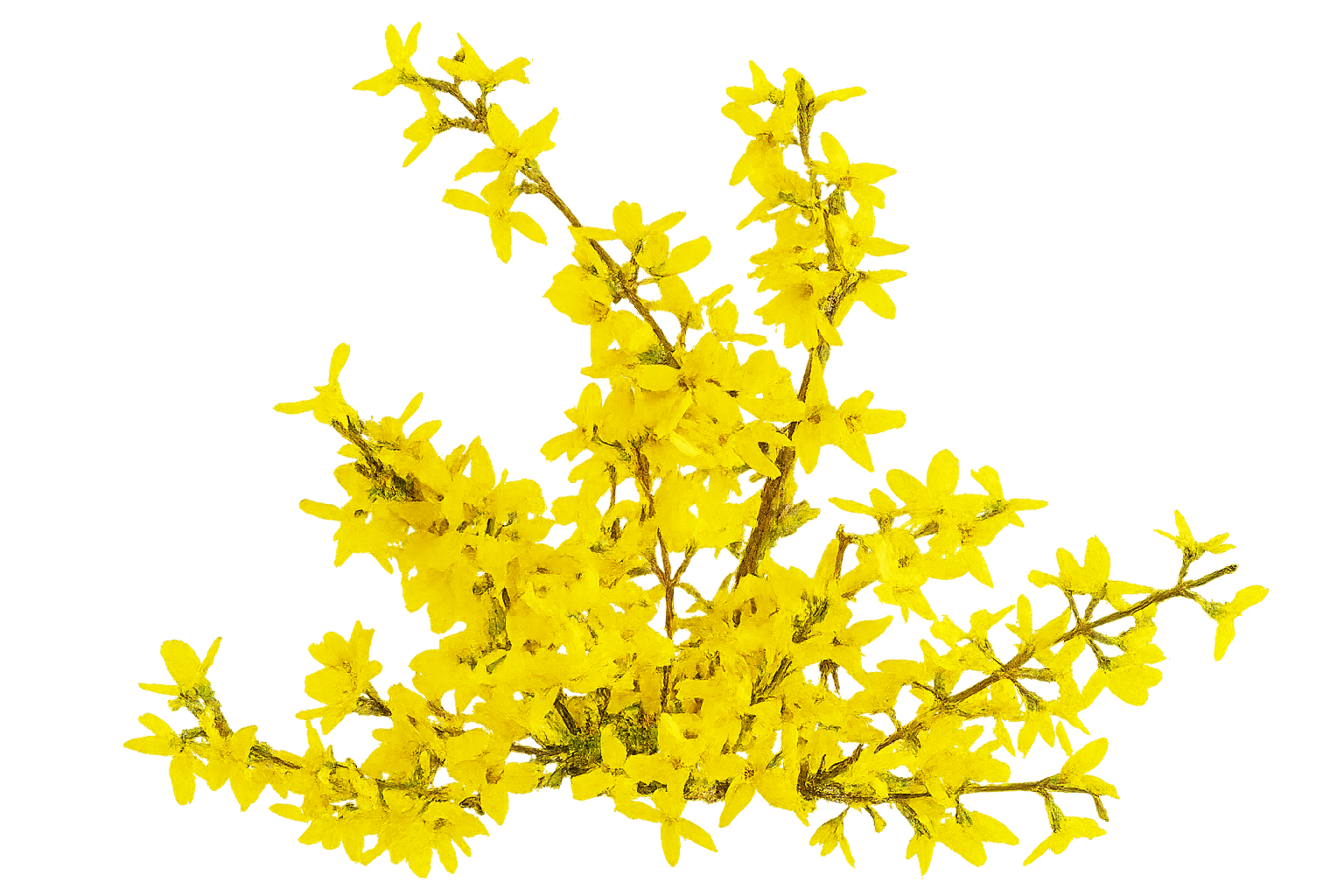 Seasonal Color to brighten the landscape